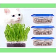 Cat Grass Full Seed Set Biji Benih Rumput Kucing healthy cat food hairball solution