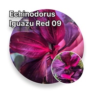 RARE | Echinodorus Opacus ‘Iguazu Red 09’ (Aquatic Plant)
