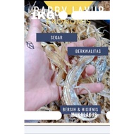 Economic Economic Economic Vegetable Fishing 1 KG Without PORMALIN Guaranteed Can Be Pay For Placed