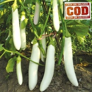 BIG SALE - TERONG PUTIH 30 biji / bibit / benih TERONG PUTIH -COD- ( TERONG PUTIH PANJANG ) Mudah tu