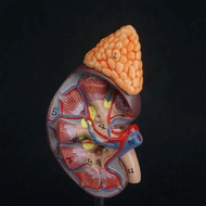PVC Human Kidney with Adrenal Gland Anatomical Medical Model Urology Anatomy Natural Life Size