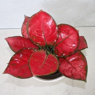 Tanaman Hias Indoor Aglaonema Aglonema Dud Red Anjamani