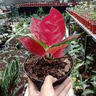 aglonema suksom jaipong merah