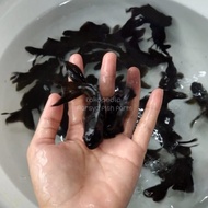 Ikan Mas Koki Buldog (Size M) / Ikan Hias / Bibit Ikan