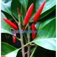 Bibit Tanaman Kembang Gading/Kantil Merah Asli Olkulasi Tempel Cepat