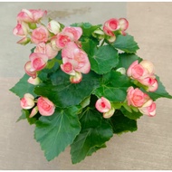 Pokok Begonia Rose Bunga 秋海棠玫瑰 | Pokok Bunga Hiasan Hidup | Flowering Plantz