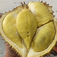 Duren Montong / Durian Monthong Palu Fresh Buah utuh 3kg-4.5kg