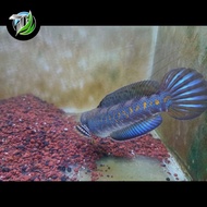 Channa Blue Pulchra 15 cm