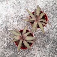 Earth Star Pink Plant Bromeliad Cryptanthus Bivittatus Rare Color