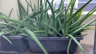 蘆薈植物 Aloe Vera