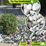 1 KG GREY AND WHITE PEBBLE STONE GARDEN LANDSCAPE DECORATION AQUARIUM BATU KACANG