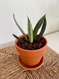 Sansevieria Bantel's Sensation with Terracotta pot （Rare find) 雪紋虎尾蘭 連陶盆 （罕有）（凈化空氣甲醛）