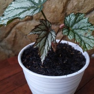 tanaman hias begonia rex silver