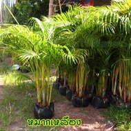 1 ต้นหมากเหลือง หมากเหลือง Dypsis lutescens ไม้ประดับ ไม้ฟอกอากาศ ลำต้นสูง 100-120 ซม จัดส่งพร้อมถุง
