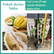 PBN - anak pokok durian tekka D160 kawin Pokok bunga nursery fruit sapling kebun buah outdoor gardening fruits bunga