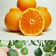 !!~!! bibit tanaman buah jeruk dekopon