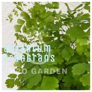 H2O - Adiantum Frangrans 美叶铁线蕨 Maiden hair fern Live Plant