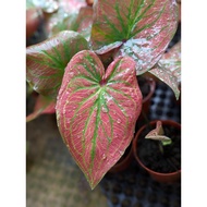 Caladium Green Spiderman - Pretty and Easy Care House Plant