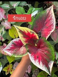 บอนสี รักเอย ไม้ป้ายสวยๆส่งเป็นต้นขนาดกระถาง 4 นิ้วต้นแข็งแรงฟอร์มสวย