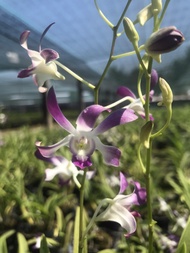 HOA LAN DENRO TRE LỤC BÌNH THƠM