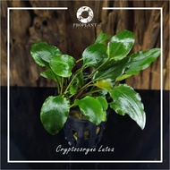 🔥BUY 3 FREE 1🔥Cryptocoryne Lutea🔥 ( Aquatic Live Plant / Aquarium / Carpet Plant / Aquascape Plant / Paludarium / Vivarium )