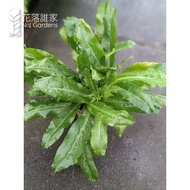Sawtooth Coriander (Culantro) - Herb Plant, Fuss Free