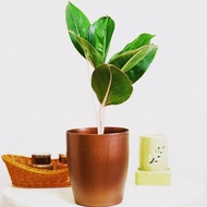 Plants Aglaonema with classy minimalist pot