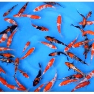 Pakan/Bibit Ikan Koi Blitar Size 6-7Cm Paket 17 Ekor (Terlaris)