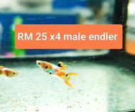 (X4 Live male Fish for RM30) Male Endler Fish / Guppy Endler Fish / ikan guppy
