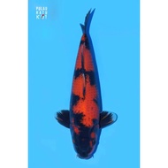 [✅Ready] Hi Utsuri Shinoda 50 Bu Ikan Koi Import Sertifikat Breeder