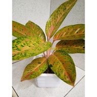 Tanaman hias aglaonema big roy/ aglonema big roy/ lulaiwan ukuran d