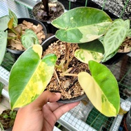 philodendron burlemarx variegata stang orange