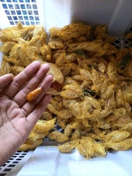 umpan pancing ikan bawal / kepompong alpukat 1 pcs