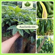 ต้นอะโวคาโด 034 ต้นจากเมล็ด สูง 60-80 ซม. อะโวคาโด 034 ให้ผลผลิตสูง เนื้อเหนียว ไขมันสูง
