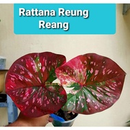 Keladi Thai Rare, Caladium 3R 🥀Rattana Reung Reang🥀