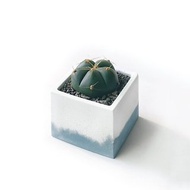 (現貨) 莫蘭迪藍系列 | 聖王丸仙人掌 方形雙色水泥仙人掌植栽