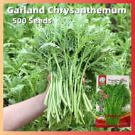 Garland Chrysanthemum Seeds เมล็ดพันธุ์ ผักกาดหอม อิตาลี สีเขียว งอกง่าย 500เมล็ด/ซอง เมล็ดพันธุ์ ผักสลัด หัวใหญ่ กรอบมาก หวาน Artemisia Arguta Vegetable Seeds for Planting Vegetables Plants Seeds เมล็ดพันธุ์ผัก เมล็ดบอนสี เมล็ดพันธุ์พืช ต้นไม ต้นไม้มงคล