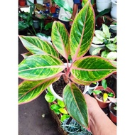 PINK SIAM LIPSTICK AGLAONEMA