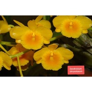 Dendrobium chrysotoxum ( 7cm pot )