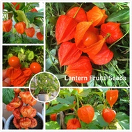 Malaysia Ready Stock 100pcs Lantern Fruits Seeds Physalis Vegetable Seeds Perennials Bonsai Planting Home Plants Garden Flower Benih Pokok Bunga Air Plants Live Hidup Murah Flower Decoration Climbing Plant Pokok Bunga Hiasan Hidup Outdoor