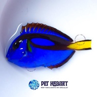 New Dori Regal Blue Tang Letter Six 6 Ikan Hias Laut Sudah Melet