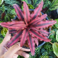Bromeliad Ruby Star / Lanas Merah / Real live Plant