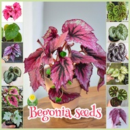 100% Original Assorted Begonia Seeds for Sale (50pcs - Mixed Color) Legit Begonia Varieties Live Pla