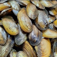 NEW KERANG KIJING SEGAR, KERANG AIR TAWAR, KIJING, SEAFOOD,