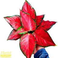 Aglonema red anjamani (Tanaman hias aglaonema Red Anjamani) - tanaman