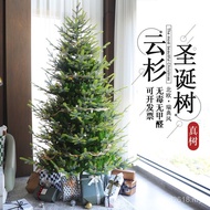 Spruce Real New Style Small Pine Household Living Nobe Christmas Tree 2025 Pine Tree Real Tree Large