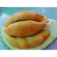 Free Delivery Musang King XO D24 D101 Udang Merah Durian 35 Years Old Tree Fruit 猫山王红虾水果榴莲