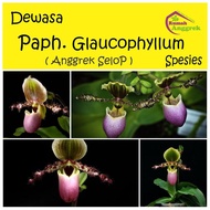 Anggrek Paphiopedilum Glaucophyllum selob selop paph kantong semar