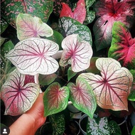 LIVE PLANT / Pokok keladi  / Keladi / Caladium/ caladium debutante