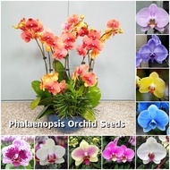 [Easy to grow in Malaysia] Assorted Mixed Phalaenopsis Orchid Seeds Premium Flower Seeds for Planting &amp; Gardening (50 Seed) 蝴蝶兰 Ornamental Potted Flowering Plants Seeds Legit Orchid Live Plant Bonsai Seeds Indoor Real Plants Garden Decor benih pokok bunga